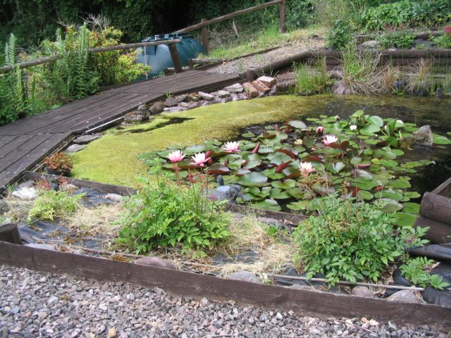 pond with water lilies and algae